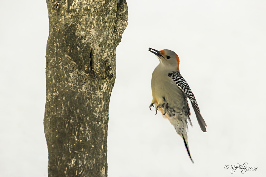 ♀ Red-bellied Woodpecker by skipt07