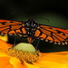 Another Monarch Butterfly by rustymonkey