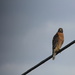 Eastern Red-shouldered Hawk by randystreat