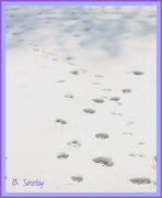 2nd Feb 2014 - footprints