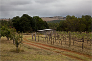 9th Feb 2014 - Captains Paddock vineyard @ South Burnett 