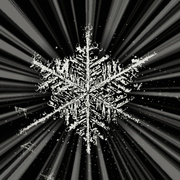 8th Feb 2014 - Snowflake in Black and White