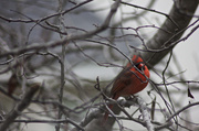 9th Feb 2014 - Red Cardinal