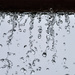 Raindrops by jeneurell