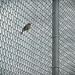 Bird on a wire by mittens