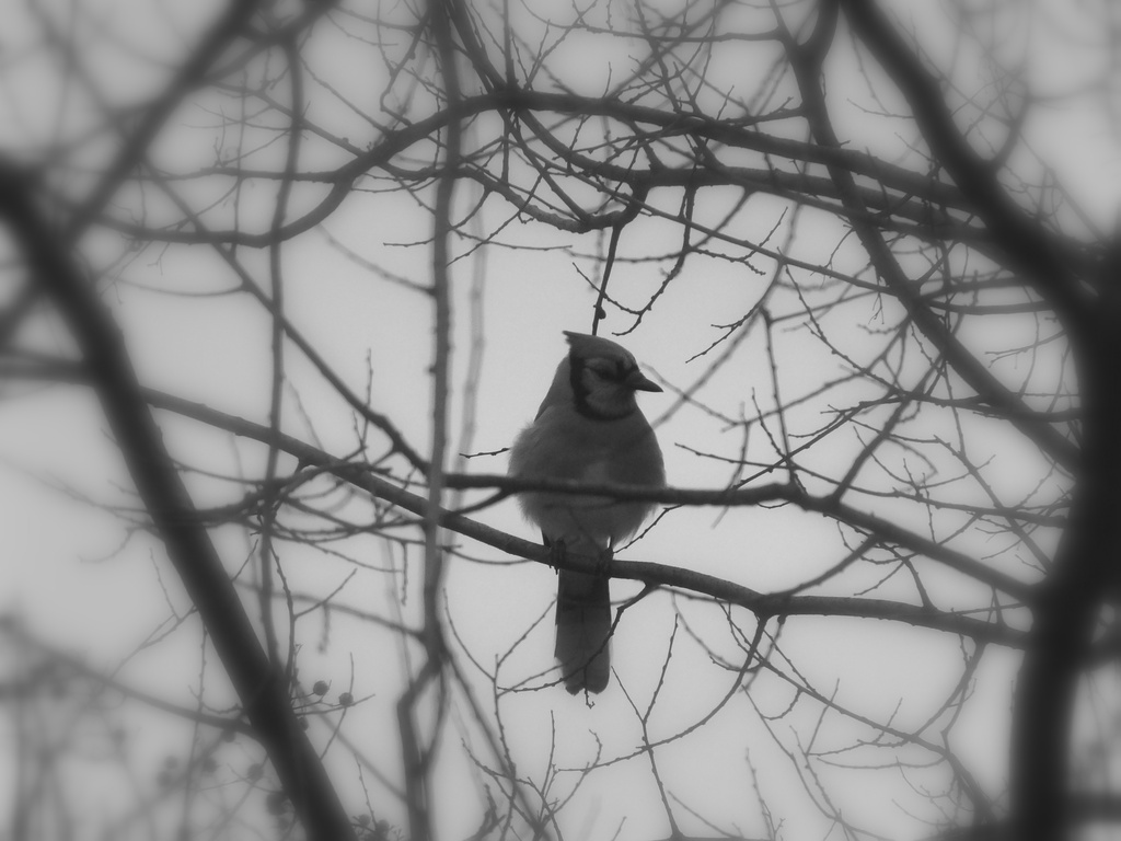 Bird of Blue in Black&White by linnypinny