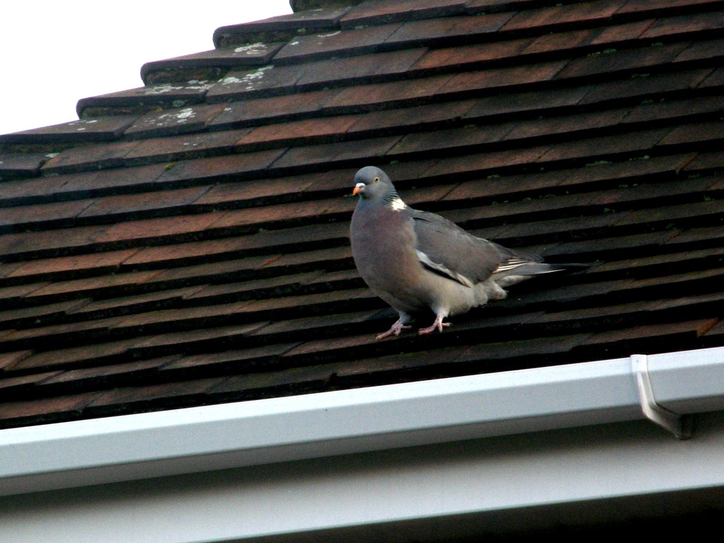 If all else fails, - shoot a pigeon!! ( with a camera !) by beryl