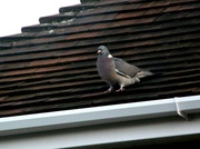 9th Feb 2014 - If all else fails, - shoot a pigeon!! ( with a camera !)