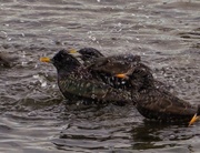 9th Feb 2014 - Starling shower time