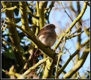 9th Feb 2014 - Little brown birdie
