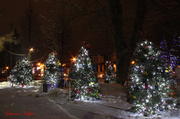 9th Feb 2014 - Christmas trees