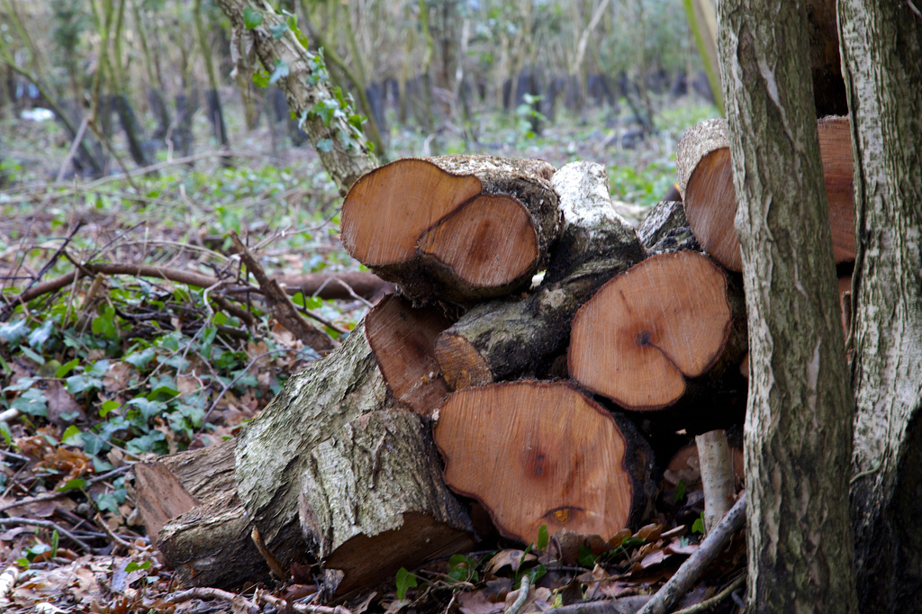 Cut logs by nicolaeastwood