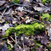 Moss by nicolaeastwood