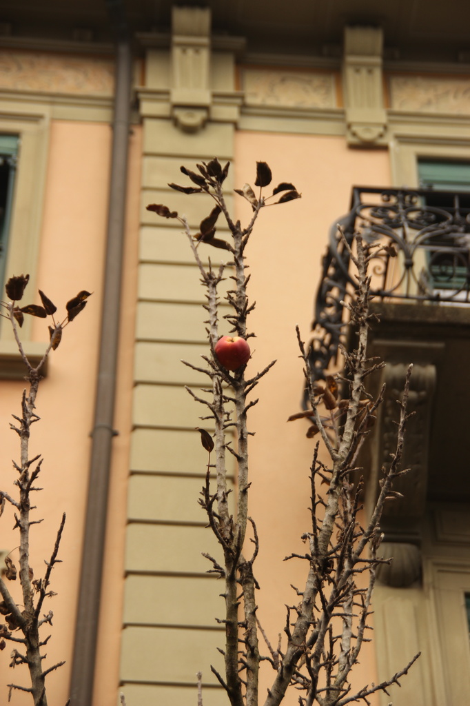 Apples in the winter? ;) by belucha
