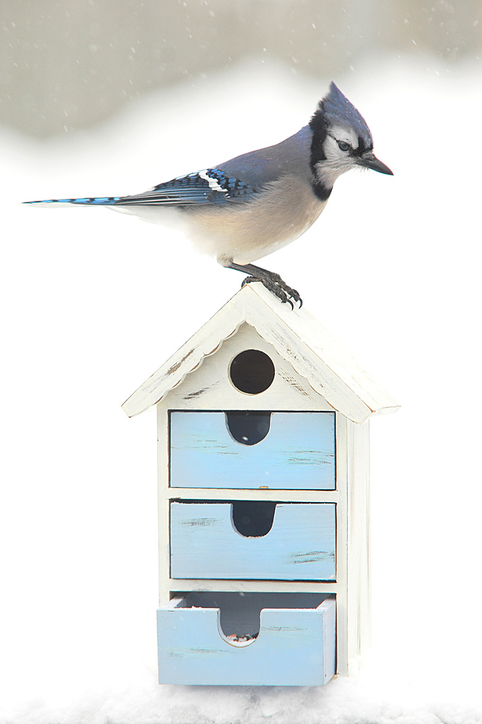 Blue jay on the roof! by fayefaye