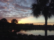 9th Feb 2014 - Palms inthe Sunset 