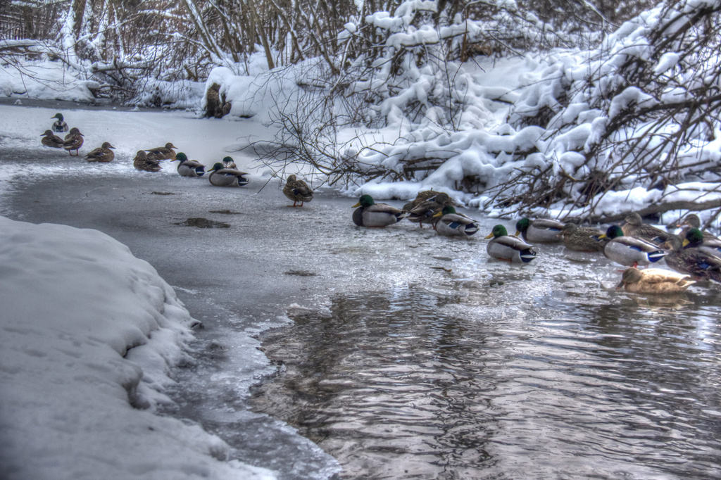 Mallard Winter Ducks by pdulis