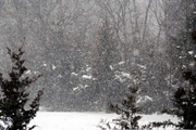 9th Feb 2014 - Softly Falling Snow