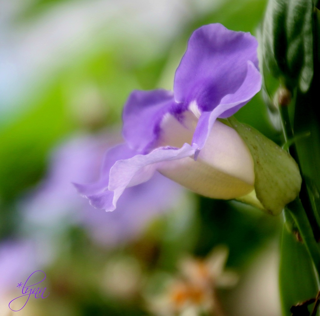 At the Botanical Garden by lynnz