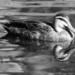 Two-headed duck by flyrobin