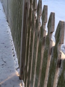 10th Feb 2014 - Picket fence