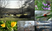 10th Feb 2014 - My nature collage: 