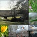 My nature collage:  by quietpurplehaze