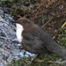 White Throated Dipper by ziggy77