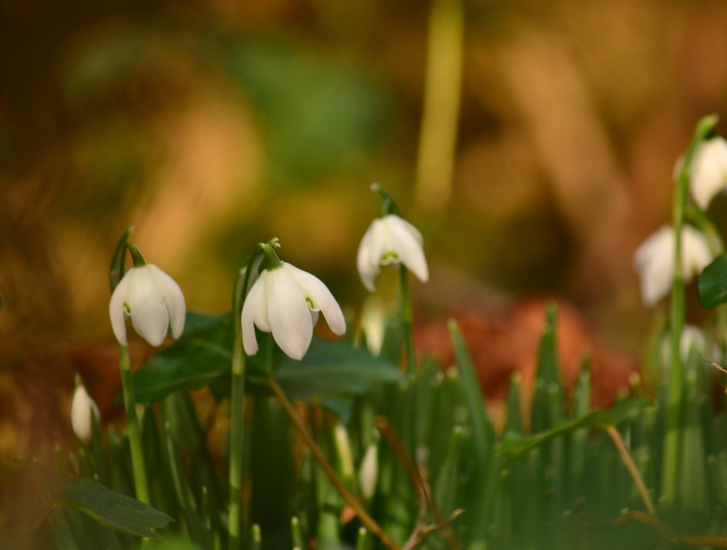 Snowdrop by ziggy77