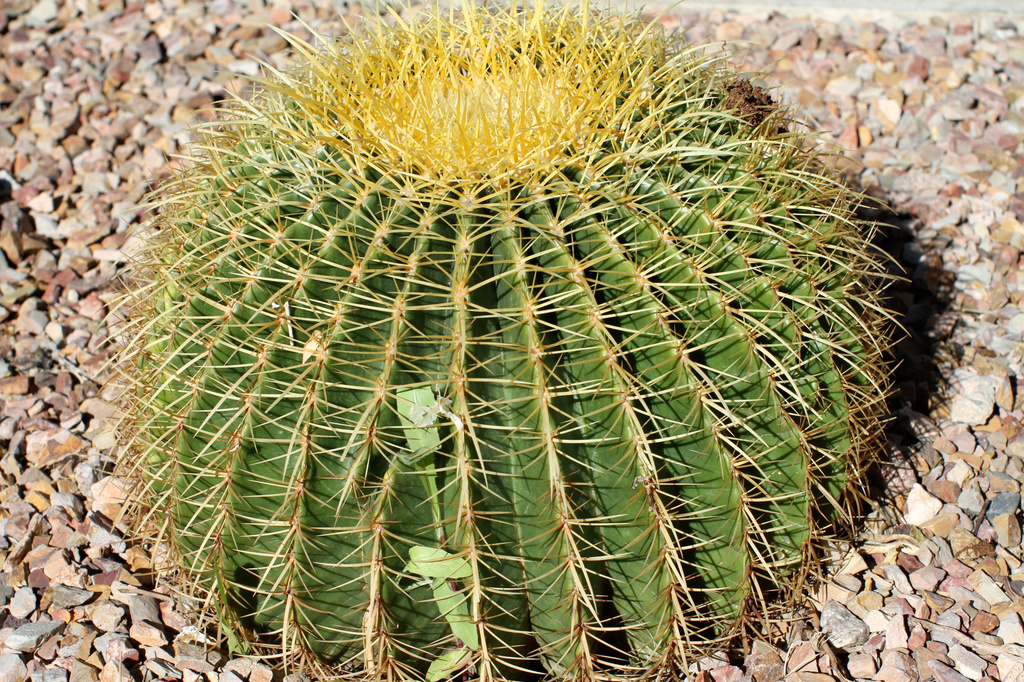 Arizona Cactus by whiteswan