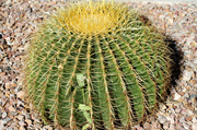 9th Feb 2014 - Arizona Cactus