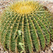 Arizona Cactus by whiteswan