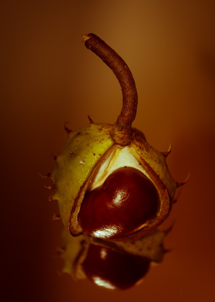 Conker by andycoleborn