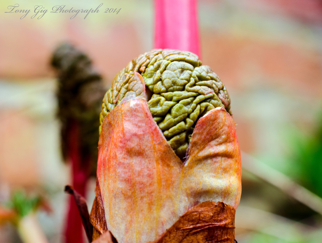 Rhubarb  by tonygig