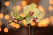 10th Feb 2014 - Orchid