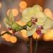 Orchid by judyc57