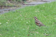 10th Feb 2014 - Green grass & redwing