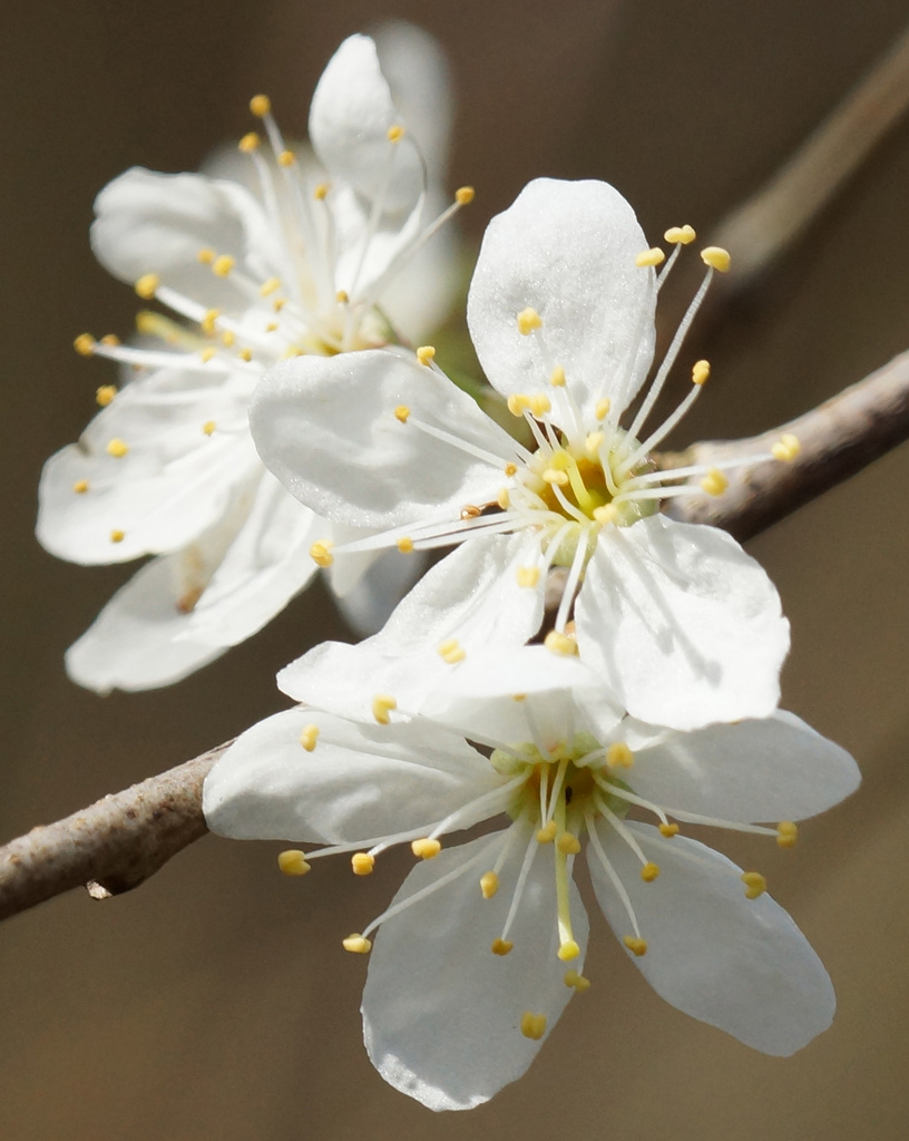 Blackthorn Blossom by pcoulson