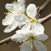 Blackthorn Blossom by pcoulson
