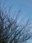 10th Feb 2014 - Moon trough bare branches