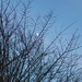 Moon trough bare branches by lellie