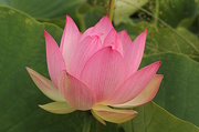 10th Feb 2014 - Lotus Flower