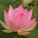 Lotus Flower by rustymonkey