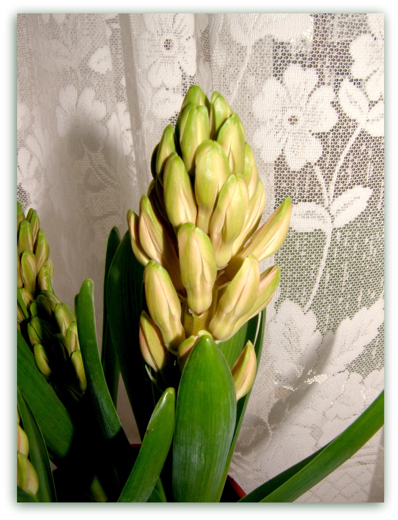 Hyacinth by beryl