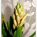 Hyacinth by beryl