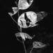 Money Plant B&W by gamelee