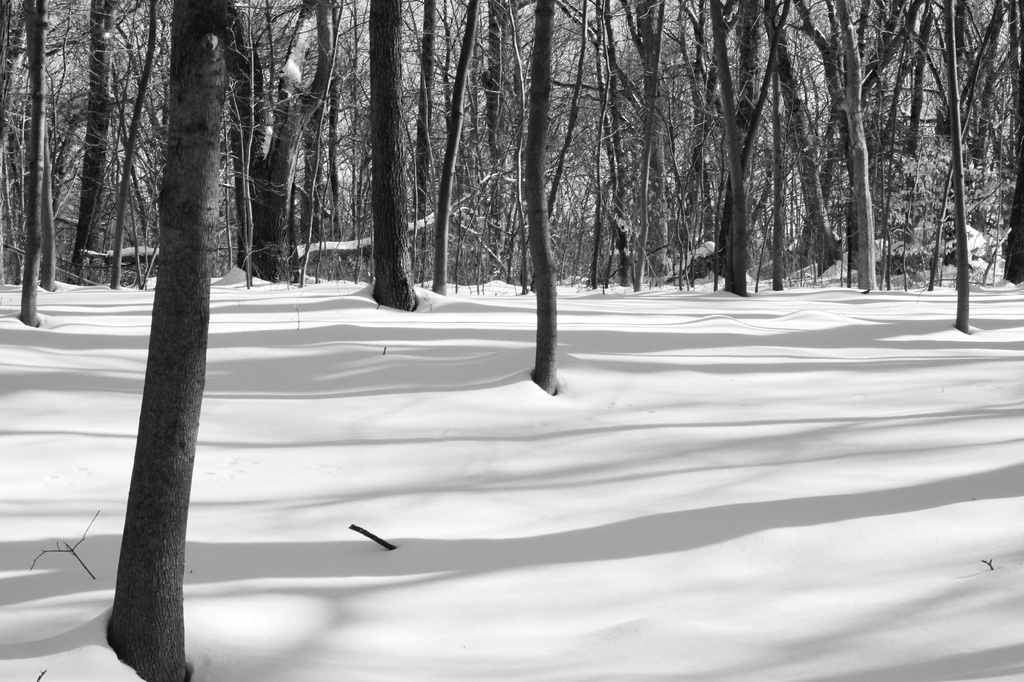 Wintery Woods by Allison