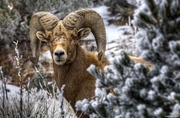 10th Feb 2014 - Rocky Mountain Bighorn Sheep in Colorado
