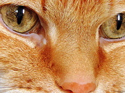 10th Feb 2014 - Fabulous Feline Eyes