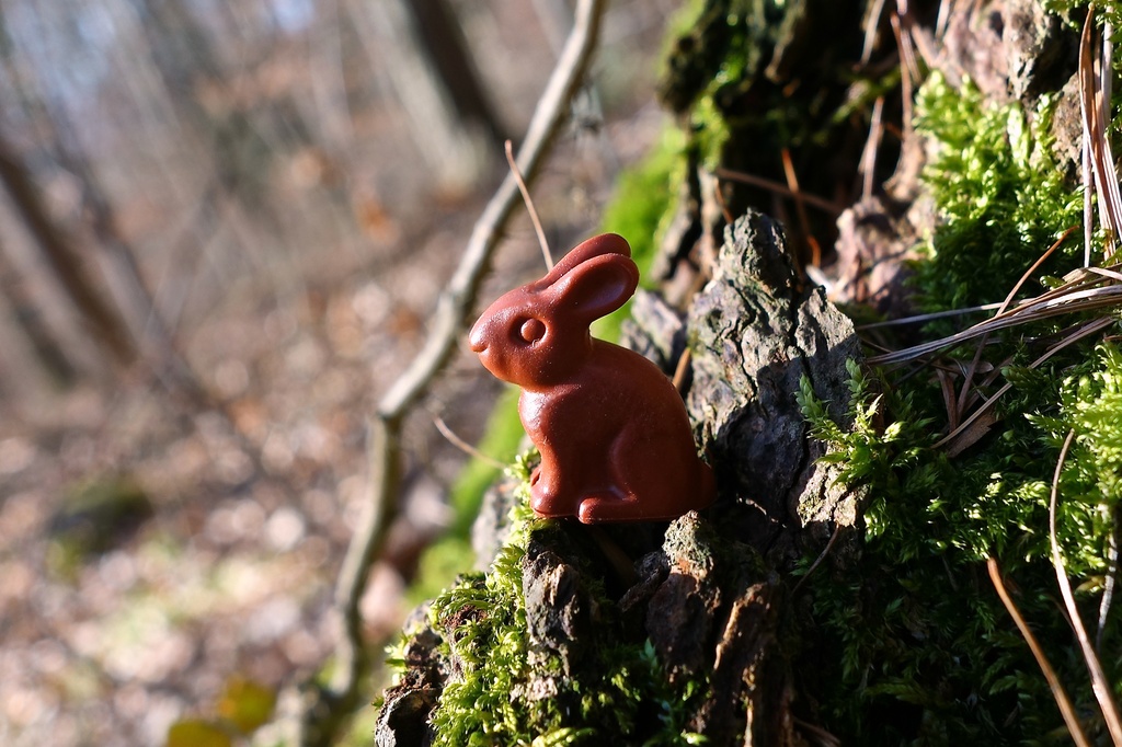 Oscar in the forest by cocobella